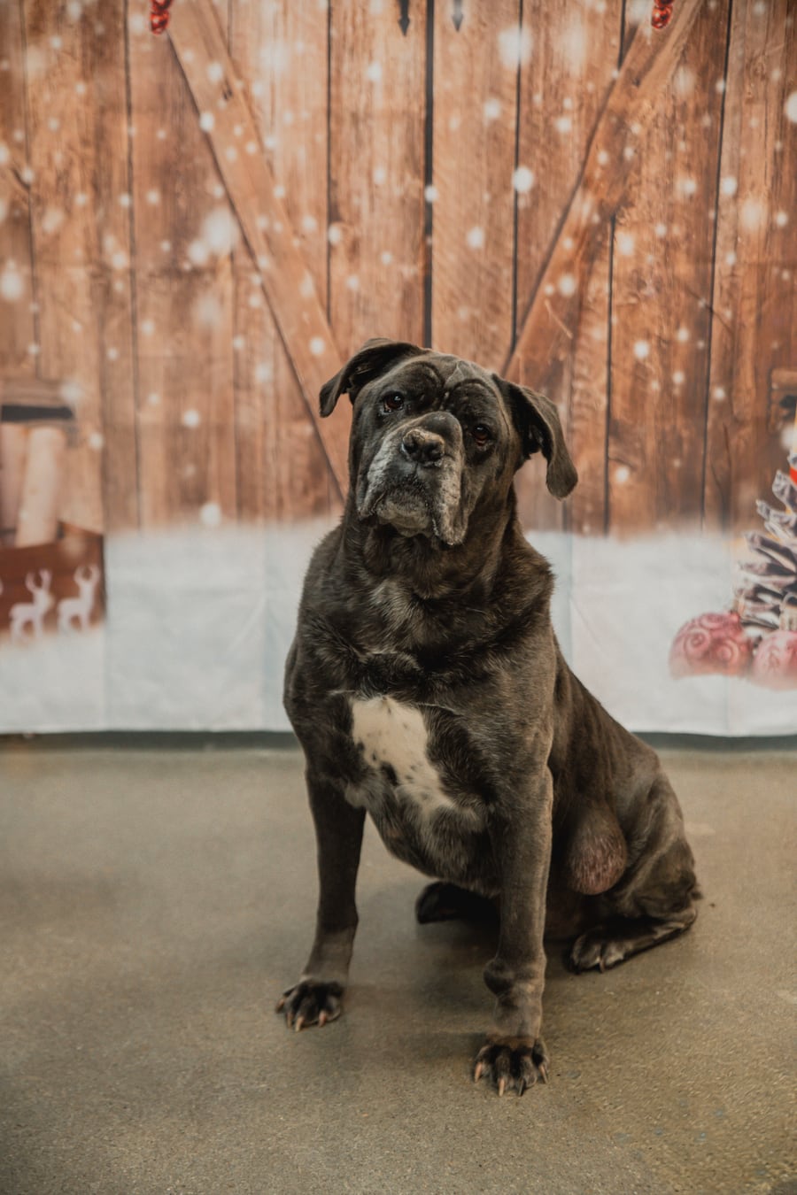 Rosie, the Ink It Your Way shop dog